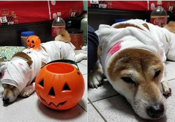 柴犬全身包扎趴地引同情, 下秒却转头吐舌甜笑! 网友: 还我眼泪