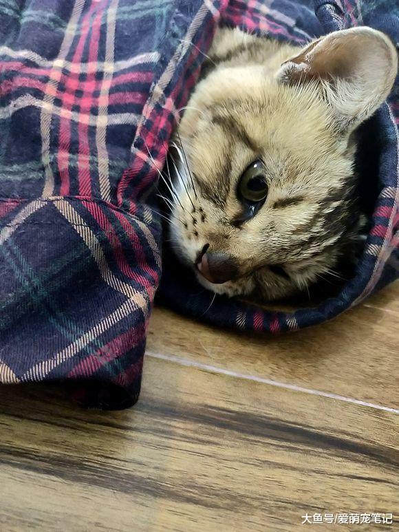 陪伴一年多的狸花猫突然病危, 男孩在接到电话通知后, 当时就哭了