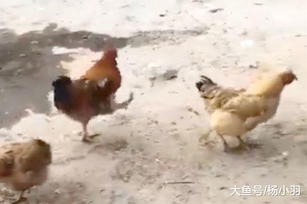 公鸡装瘸自保, 网友打算抓另一只, 结果一看笑喷: 高智商也会传染