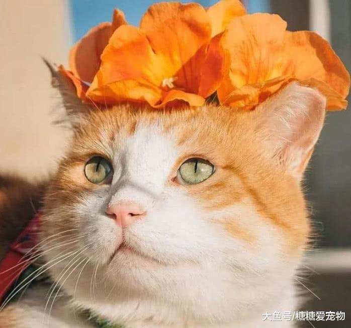 韩国一橘猫被奶奶“关怀”长大, 奇特画风爆红网络, 网友: 好有爱