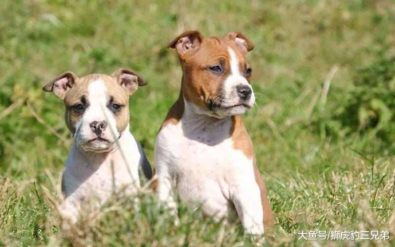 号称能“完爆”斯塔福的猎熊犬, 实际战斗力有多强? 真能猎熊吗?