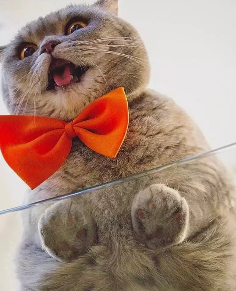 坐在玻璃上的猫咪们, 看完心情都好了