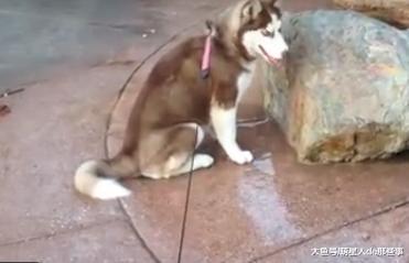 哈士奇的记忆一定只有三秒, 前一秒刚喷的水, 后一秒就坐下去了!