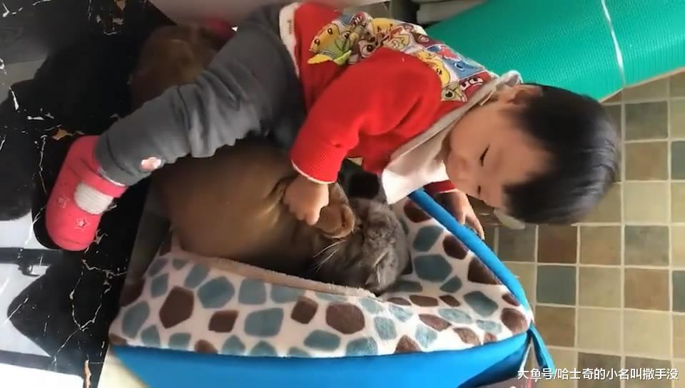 这么多的玩具不玩, 非得去玩抢猫咪的垫子, 一人一猫就在这里较劲
