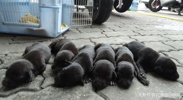 酗酒饲主在狗妈妈面前摔死幼犬, 狗妈妈对宝宝的举动让人瞬间泪目