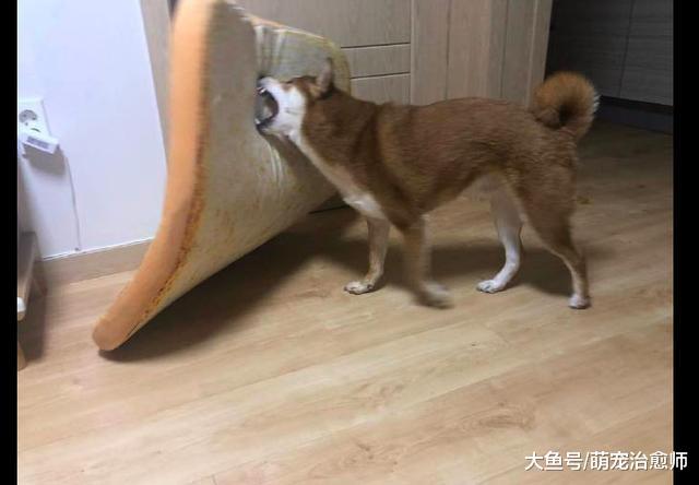 狗狗在起床之后, 还知道自己去叠被子, 自我管理意识很强嘛!