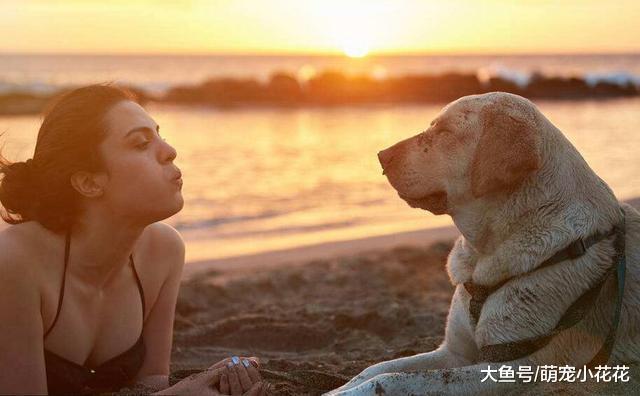最适合陪你“游山玩水”的5大狗狗, 智商高、警觉性强!