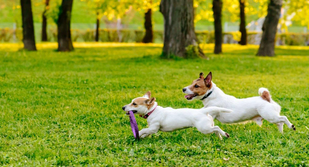 想要在城市里养好自己的狗, 作为主人的你, 这几点得做到