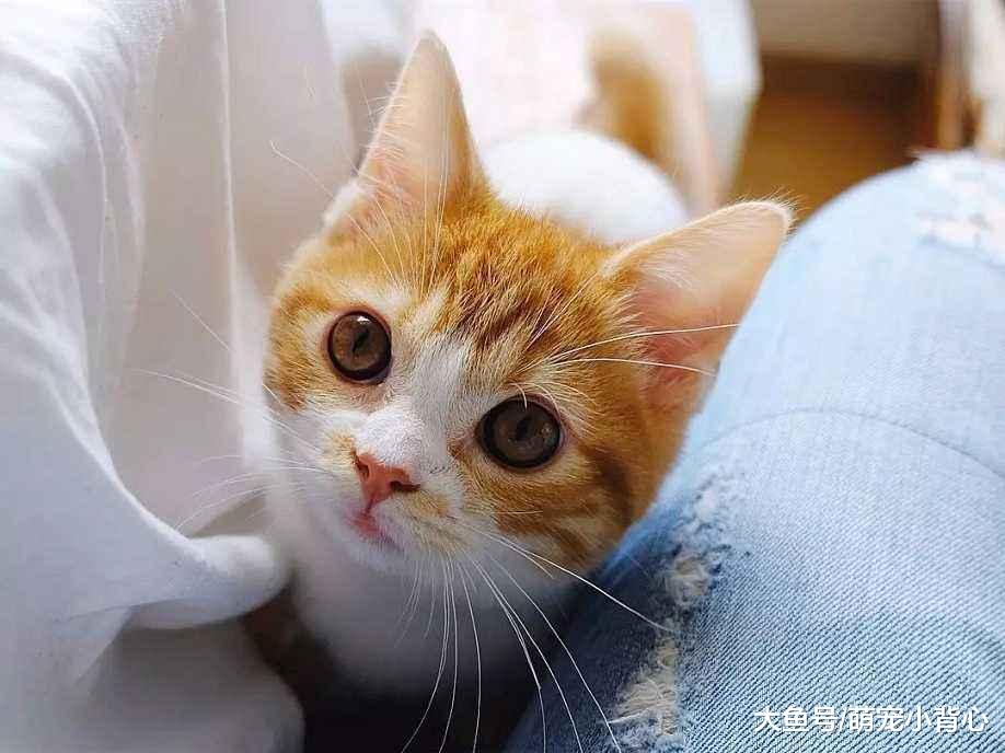 干货! 养猫的你不得不知, 铲屎官请收好