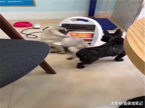 巴哥坐在取暖器旁纹丝不动, 没一会毛都烤焦了, 网友: 真正的热狗