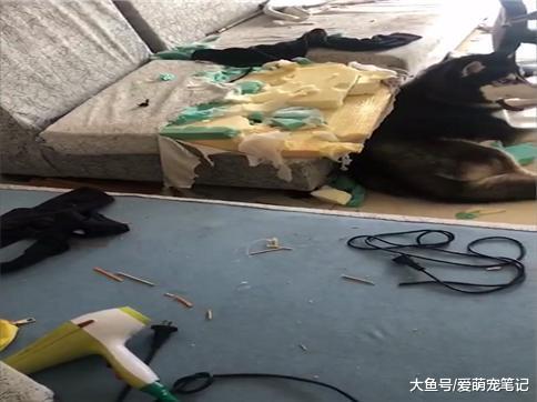 下楼吃早餐的功夫, 二哈就把沙发给拆了, 网友: 这狗不是一般的皮