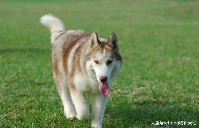 水陆空“三傻”, 陆地中哈士奇名至实归, 你知道其他“二傻”吗?