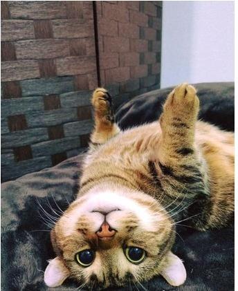 邻居小孩画诡异90°直角生物, 他满头问号一进浴室爱猫的姿势懂了