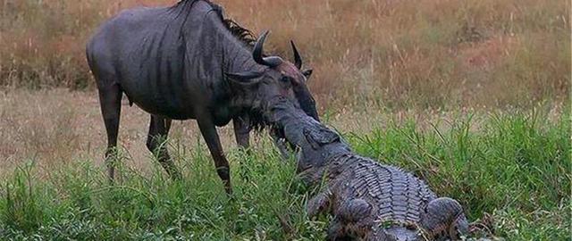 鳄鱼在河马领地捕食, 拽着角马下水准备吃, 不料河马跑来捣乱