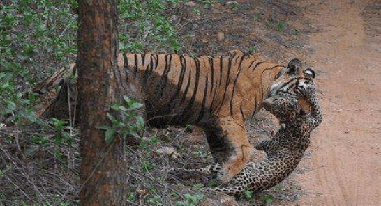 小豹子被老虎所捕获, 母豹子只能爬到树上, 眼神让人心疼