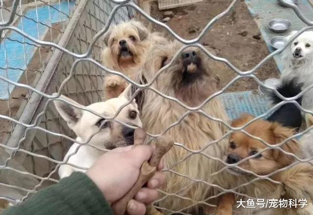 既然养了, 就要负责, 不要抛弃它们