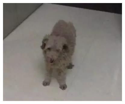 女房东用木棍驱赶流浪狗, 却被老公用公主抱抱走: 听话, 让我来!