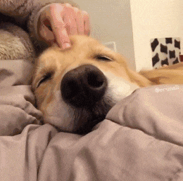 不是骗你养狗, 瑞典研究表明: 养狗真能活的久