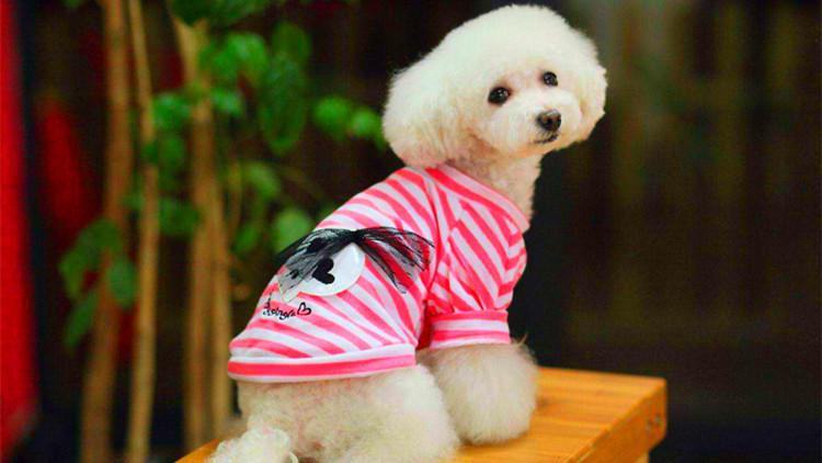冷的不是你, 就不给狗狗穿衣服?