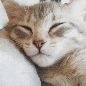 猫咪出现这种状况, 必须火速送医院!