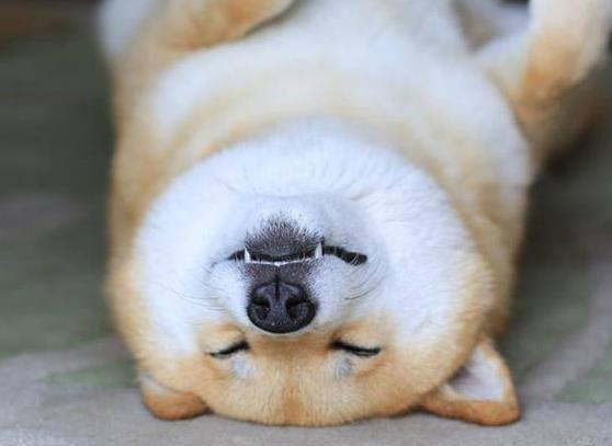 小柴犬陪主人表演中弹慢动作倒下, 表情太逼真, 网友: 比人还聪明