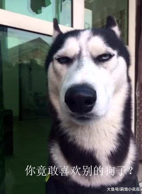 妒忌心最强的5种狗狗, 连看其他狗狗一眼都不行!