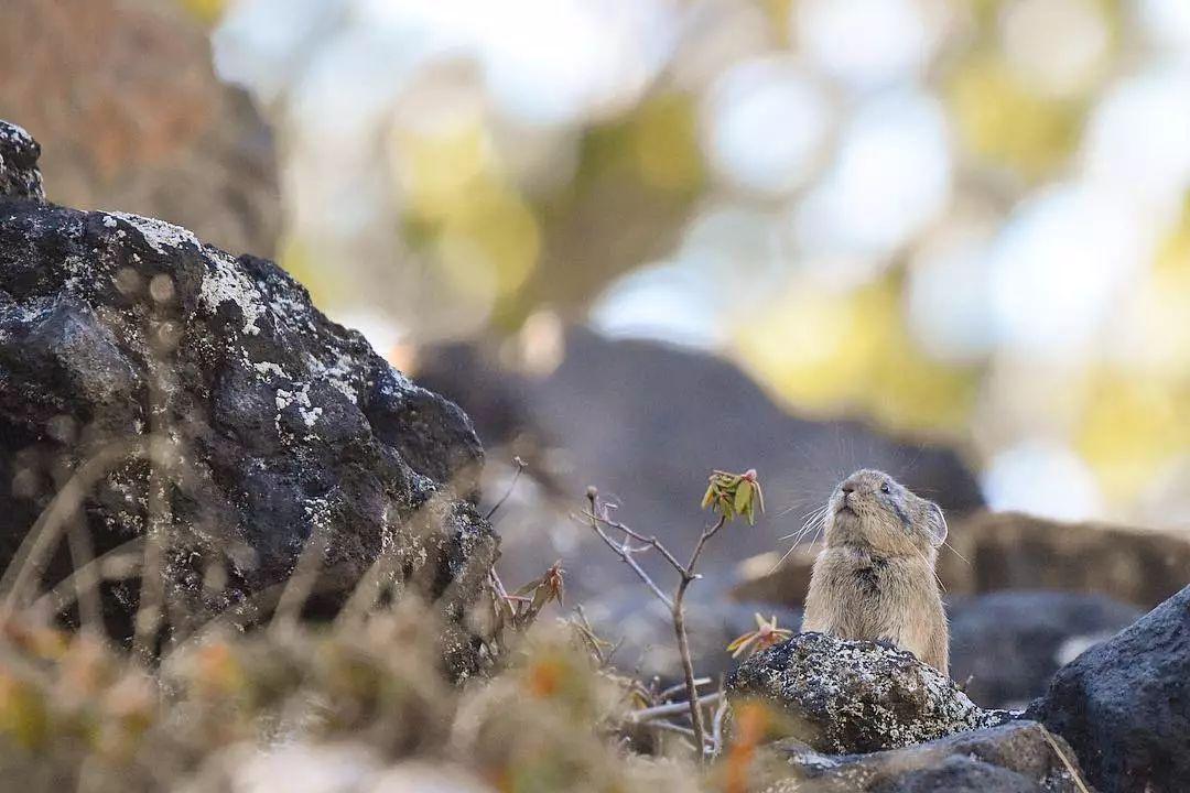 卖萌不输皮卡丘的鼠兔, 各位了解一下?