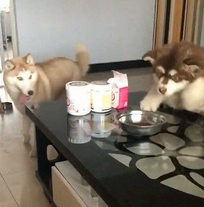 不想把狗关笼子, 又怕上班狗子捣乱, 这样解决!