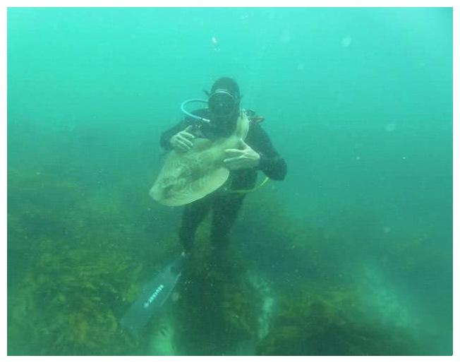 众人眼中的“水中恶魔”鲨鱼, 小伙说它像狗狗, 还每年和它约会
