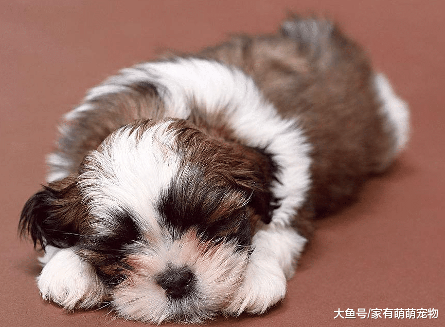 狗狗很难训练, 其实是因为智商低, 有这5个表现!