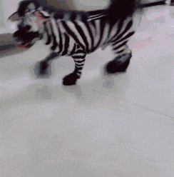 剪毛后看到镜子时, 狗子直接崩溃大哭