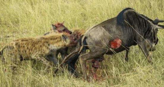角马被鬣狗攻击, 因为角马看不起鬣狗, 结果被鬣狗活吃