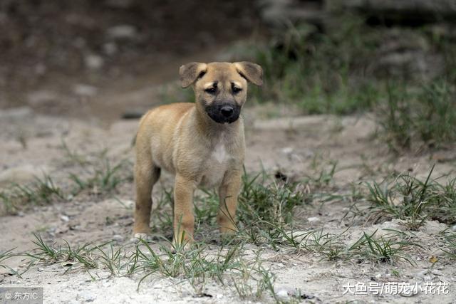 天黑了, 你会选择哪种狗狗保护你? 反正我选第2种!