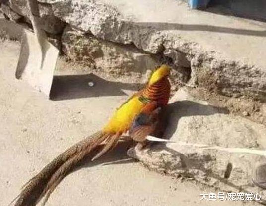 男子抓到一只漂亮野鸡, 准备炖了吃, 兽医: 不想坐牢最好放生