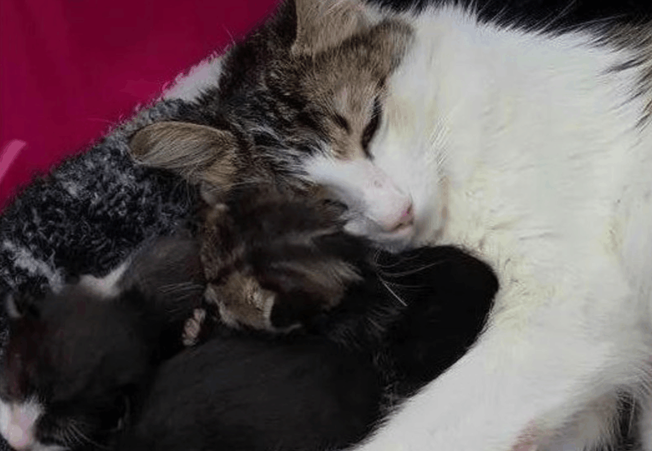 夫妻俩得知流浪猫要生崽, 紧张得像刚结婚, 医生一席话给他们鼓舞