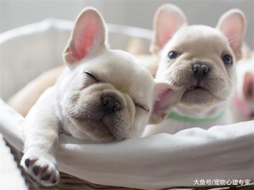 实力坑狗! 主人拉着小金毛陪自己偷橘子, 狗子的表情说明一切