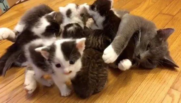 当失去孩子的猫妈妈, 遇见了另一窝小奶猫...