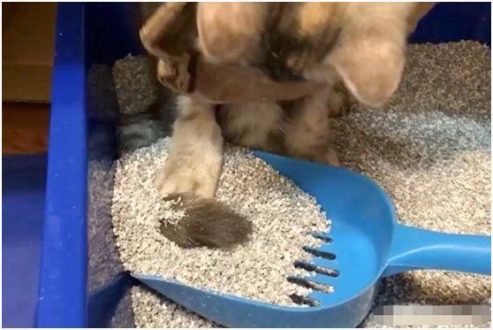 主人教猫咪如何使用猫砂, 当猫自己动手操作时, 画面简直要笑死人