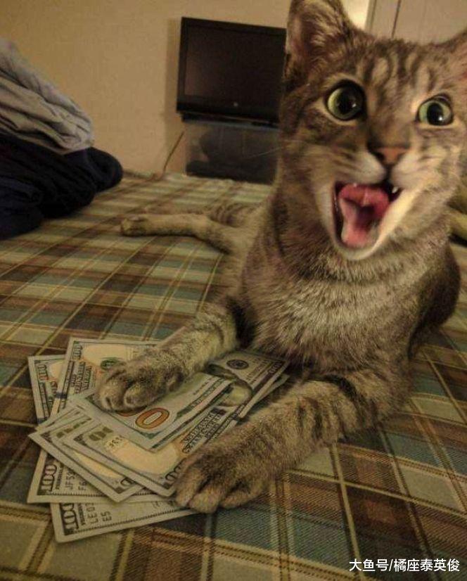 求助: 我家猫咪最近总有些奇怪的行为! 网友: 狗养大的都这样!