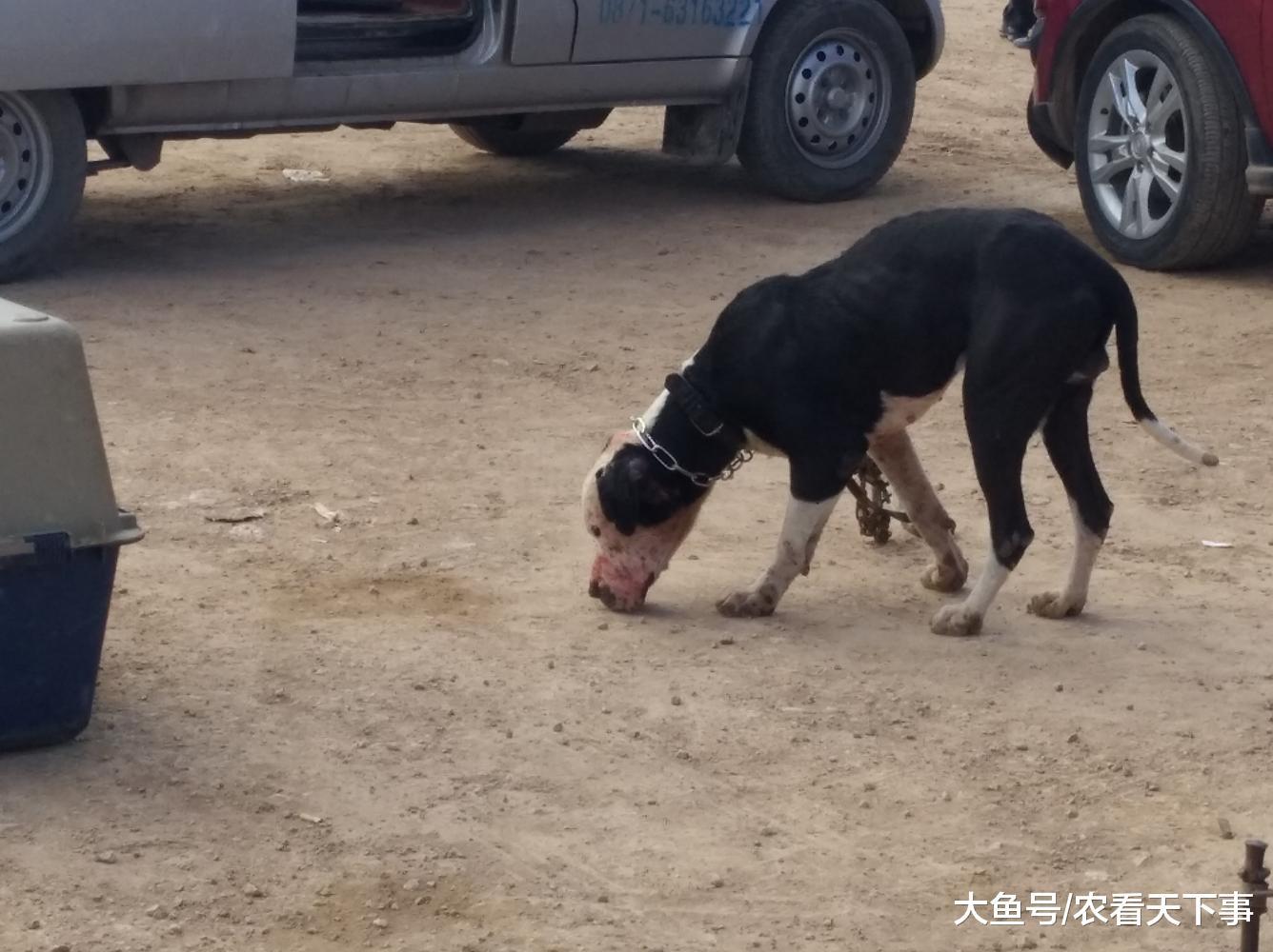 你知道比特犬吗? 狗市代售比特犬曾经是作为斗犬饲养!