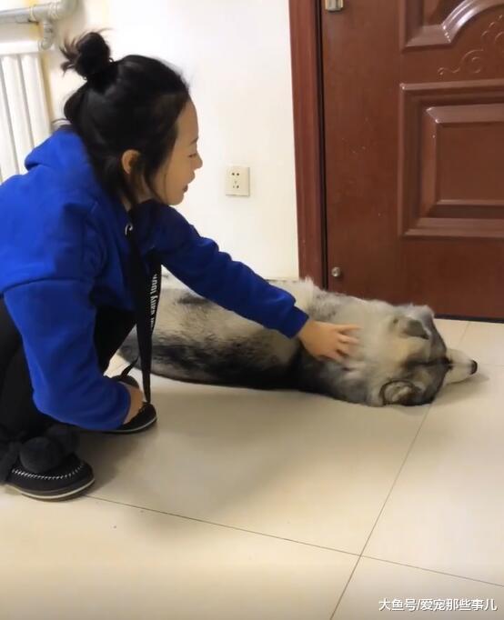 哈士奇不肯起床怎么办? 这位女主人想到了一个绝妙的办法, 服气!