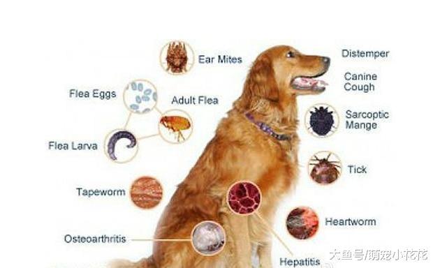 给金毛犬驱虫, 这5点没做好, 反而会害死它!