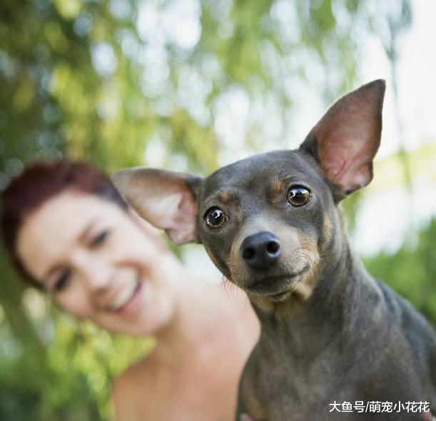 吉娃娃遭人讨厌不是没有道理的, 这5点并不是所有的人都能接受!