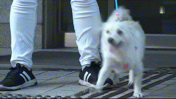 老人晕倒被送院剩忠犬露宿家门, 痴呆的他忘了一切却忘不了这记忆