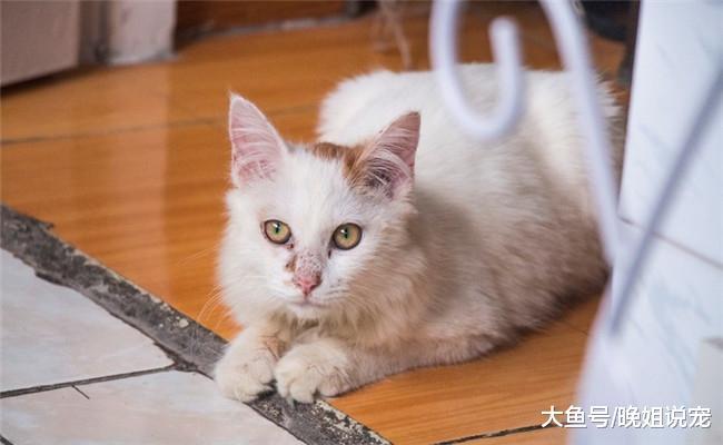 猫咪很傲娇, 它有下面五种表现时, 说明它很爱你