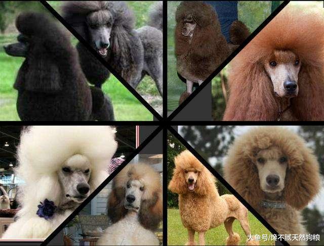 不要再说讨厌贵宾犬了, 你不知道人家有多优秀