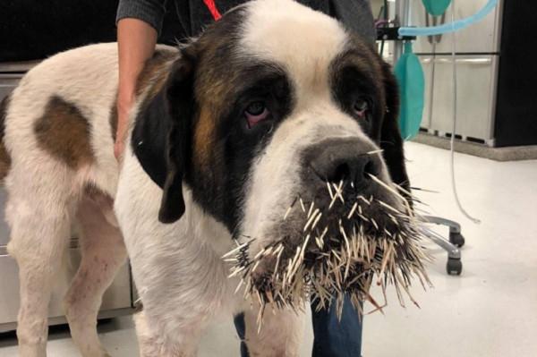 追豪猪惨变仙人掌! 圣伯纳犬2次被百根刺插爆脸后崩溃送医