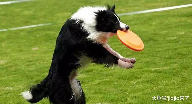 狗狗肥胖危害多, 别因为溺爱拿狗狗的生命做赌注