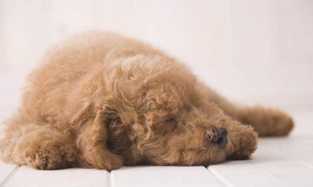 贵宾犬离世前的“5个征兆”, 你接受好它的离世了吗?