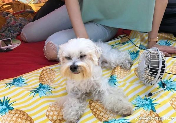 宠物避难现代人养猫狗不能不知道的讯息